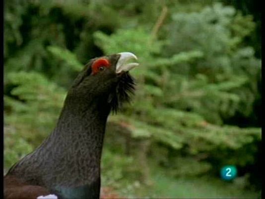 El hombre y la Tierra - Urogallo pirenaico