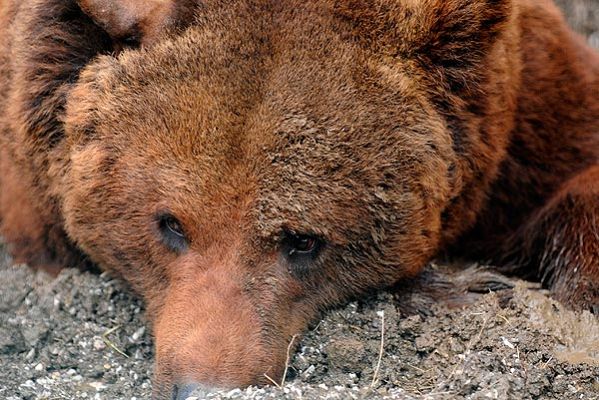  - Los osos ocultos del Val D'Arán
