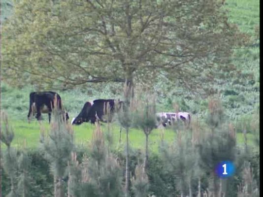  - Cae la producción láctea en Galicia