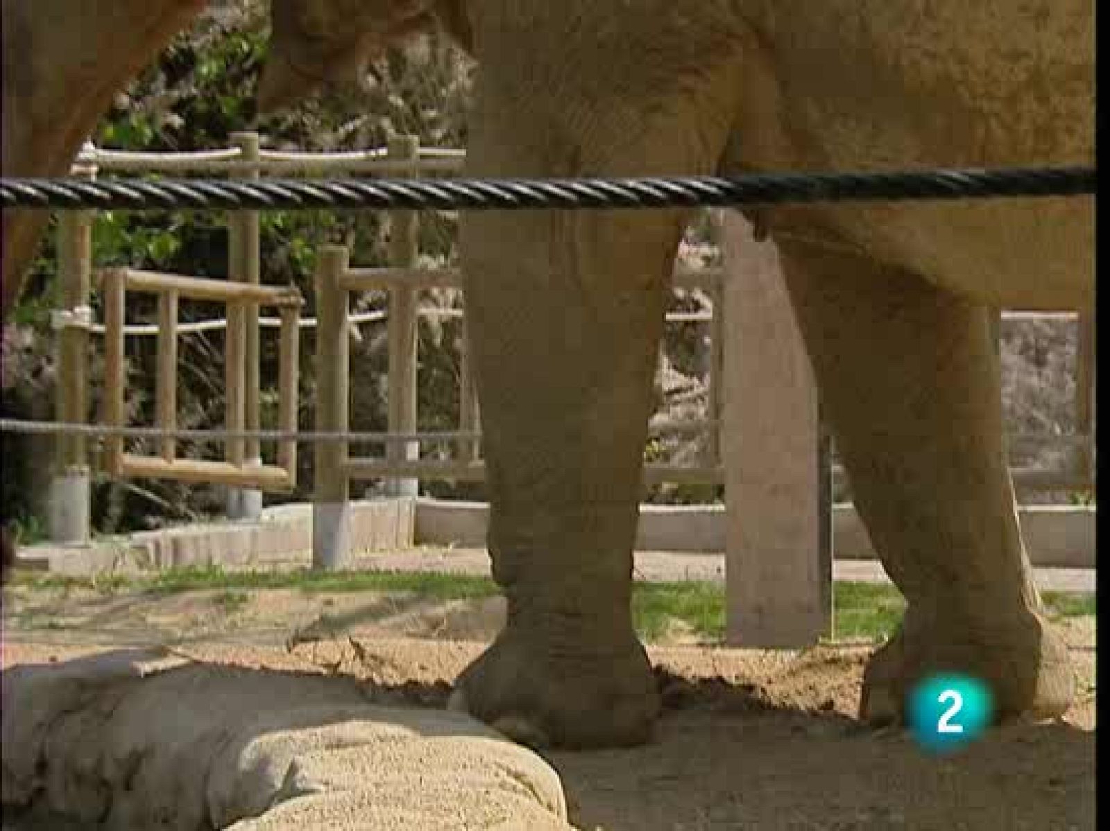 El peor enemigo de los elefantes son las avispas y abejas | Ver