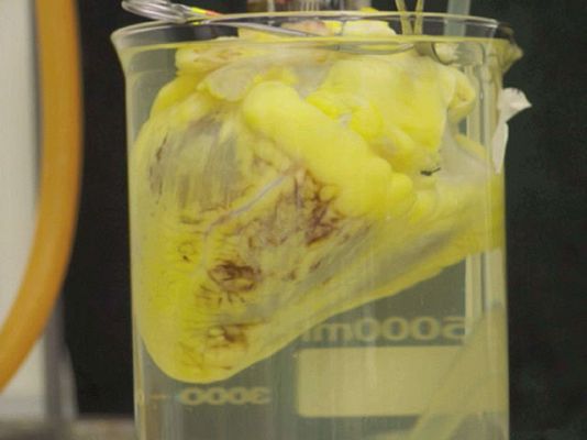 Ciencia y tecnología en Rtve.es - Corazón humano bioartificial