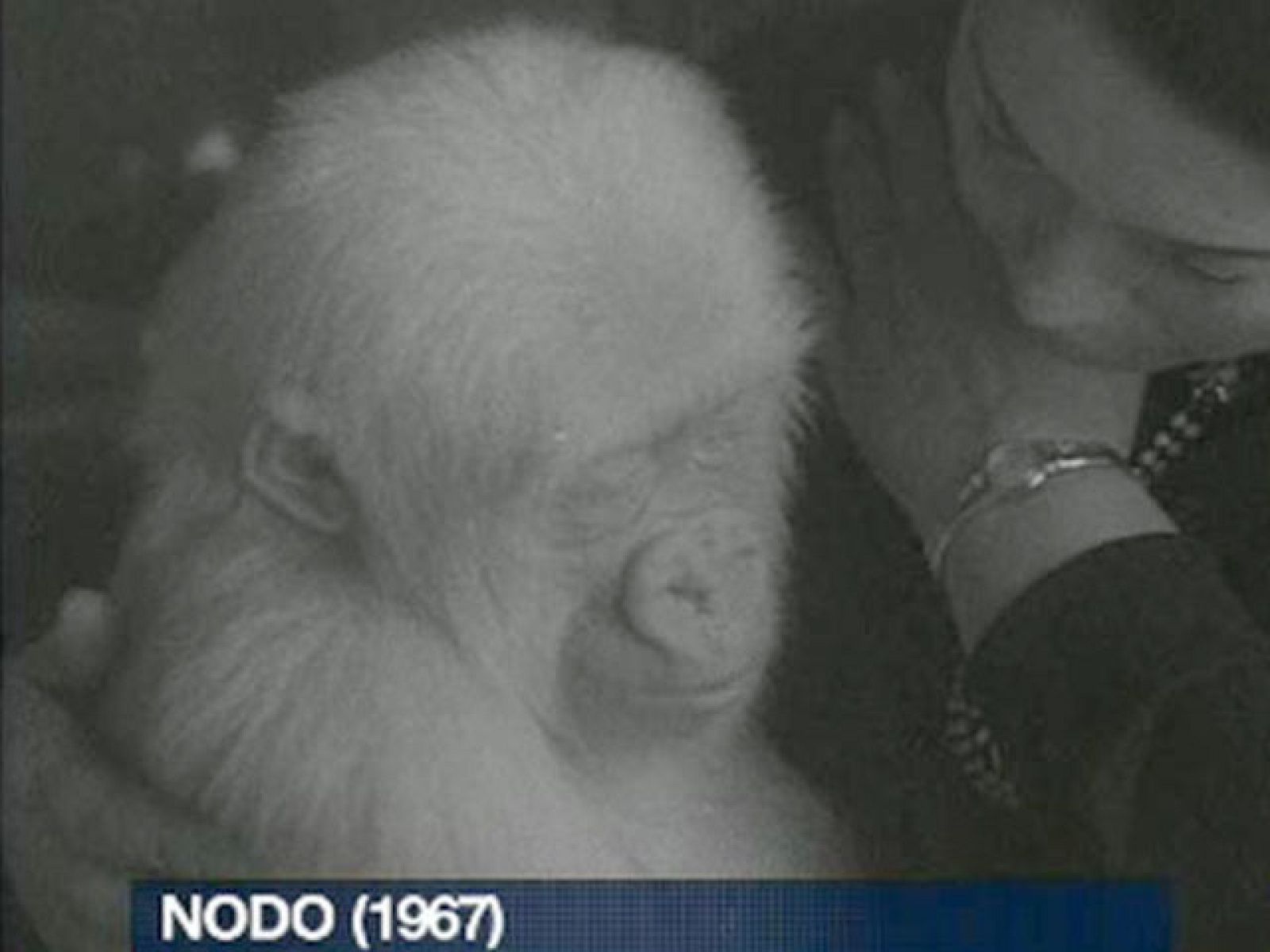 ¿Te acuerdas de copito de nieve?