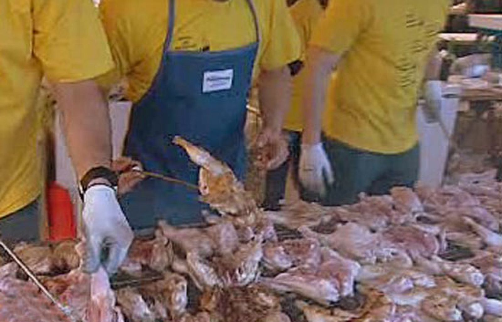 España Directo - Fiesta del pollo picantón | Ver