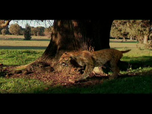 Ciencia y tecnología en Rtve.es - Megantereon: un dientes de sable