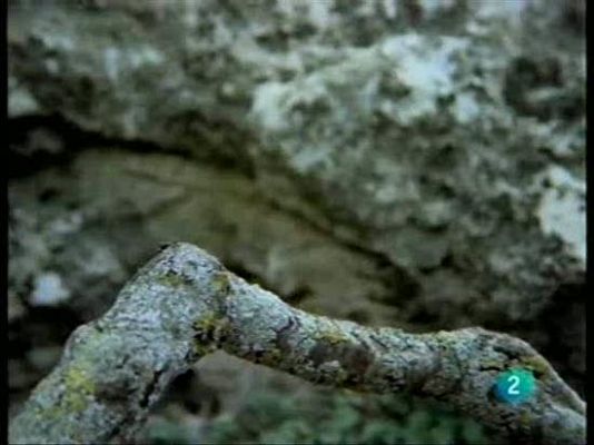 El hombre y la Tierra - El engaño del torcecuello al hurón