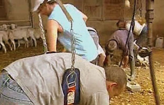 España Directo - Los más veloces esquiladores