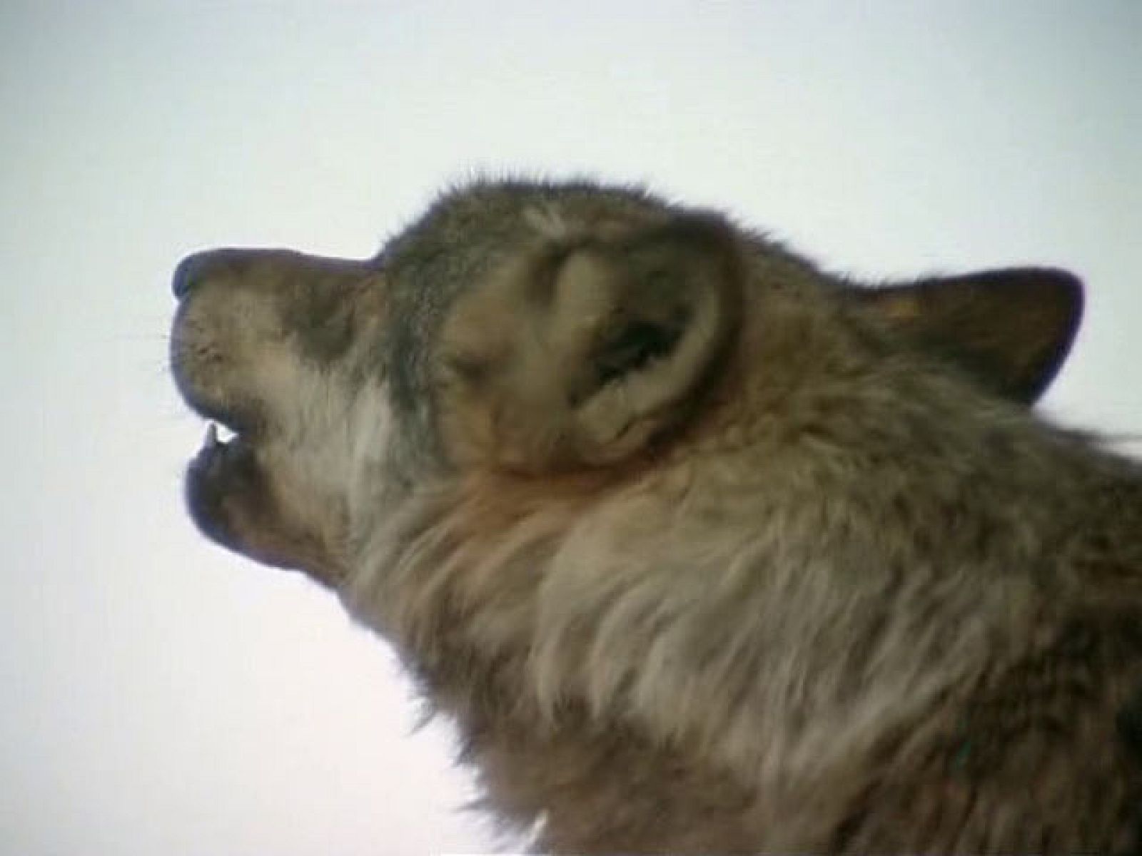 'El Hombre y la Tierra' - El lobo