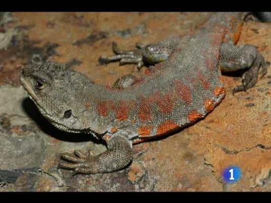  - El lagarto víctima del clima