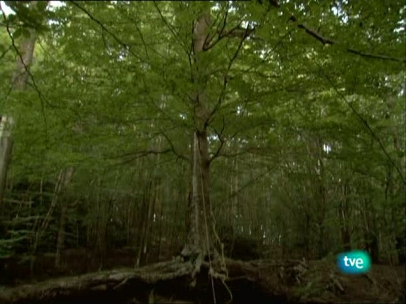 Metrópolis - Carmela García - Metrópolis | Ver