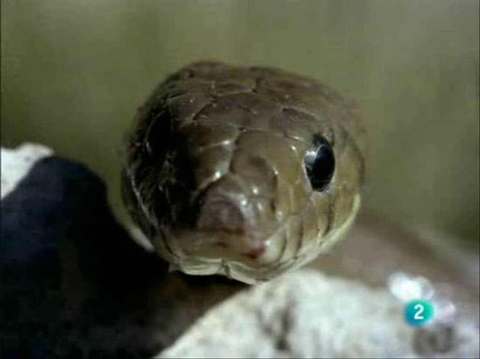 El festín del águila culebrera