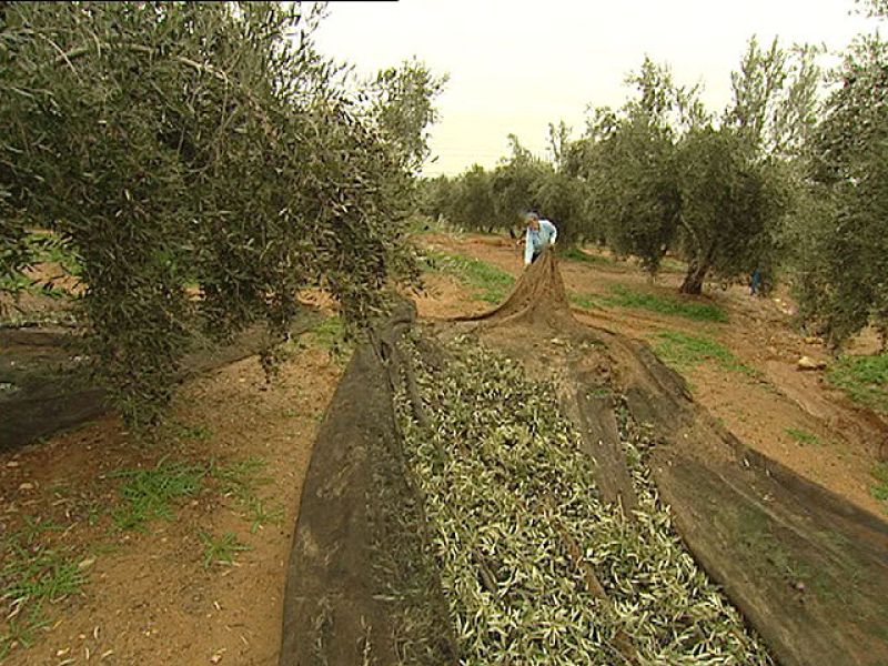 Reporteros del telediario - El mal tiempo y la crisis económica son las causas de que este año haya menos trabajo para inmigrantes - Reporteros del Telediario | Ver