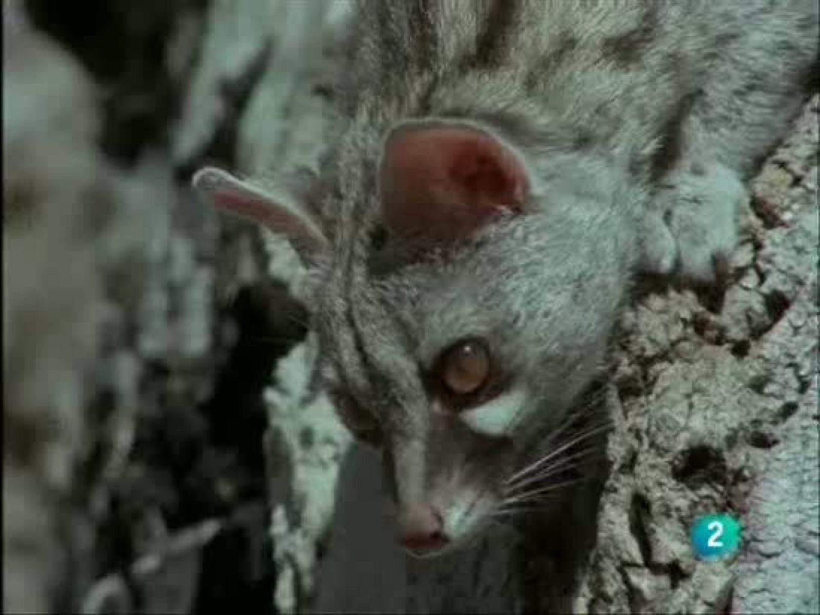 La defensa de la ardilla contra la gineta