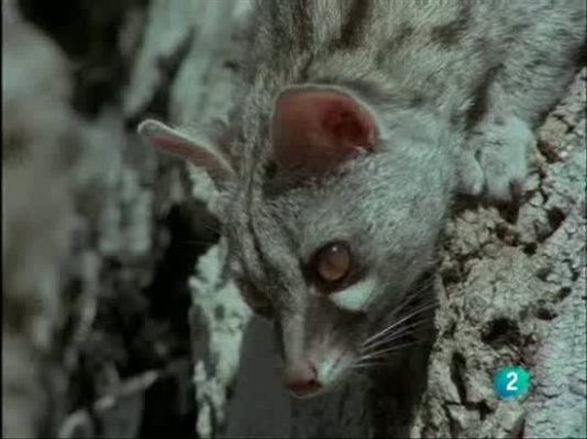 El hombre y la Tierra - Defensa de la ardilla contra gineta