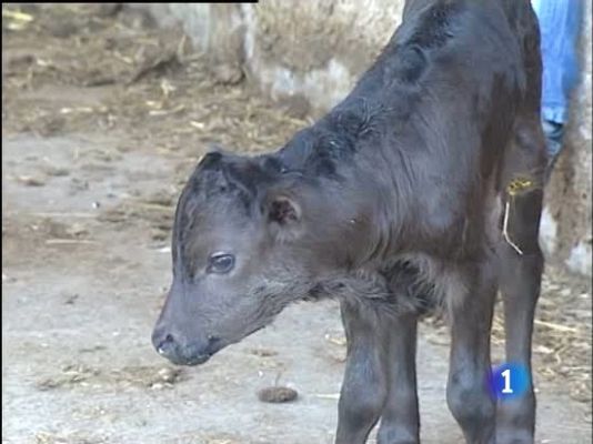 Ciencia y tecnología en Rtve.es - Primer toro bravo clonado en España