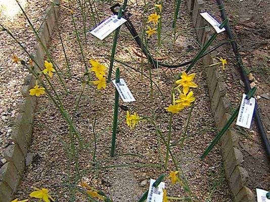 Ciencia y tecnología en Rtve.es - Especies en peligro