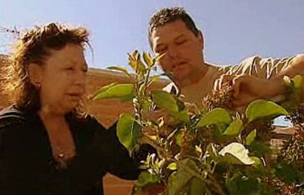 España Directo - El jardinero en casa