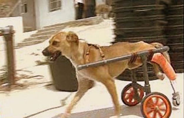 España Directo - Una perrita sobre ruedas