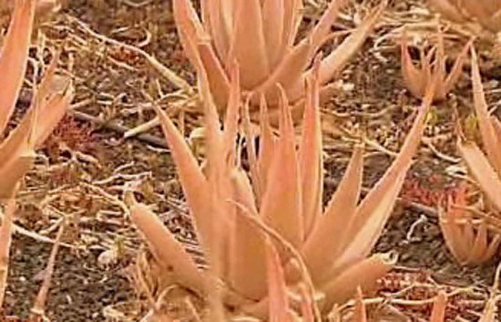 España Directo - Al rico aloe vera - RTVE Cocina | Ver