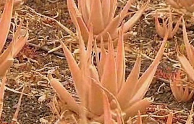 RTVE Cocina - Al rico aloe vera