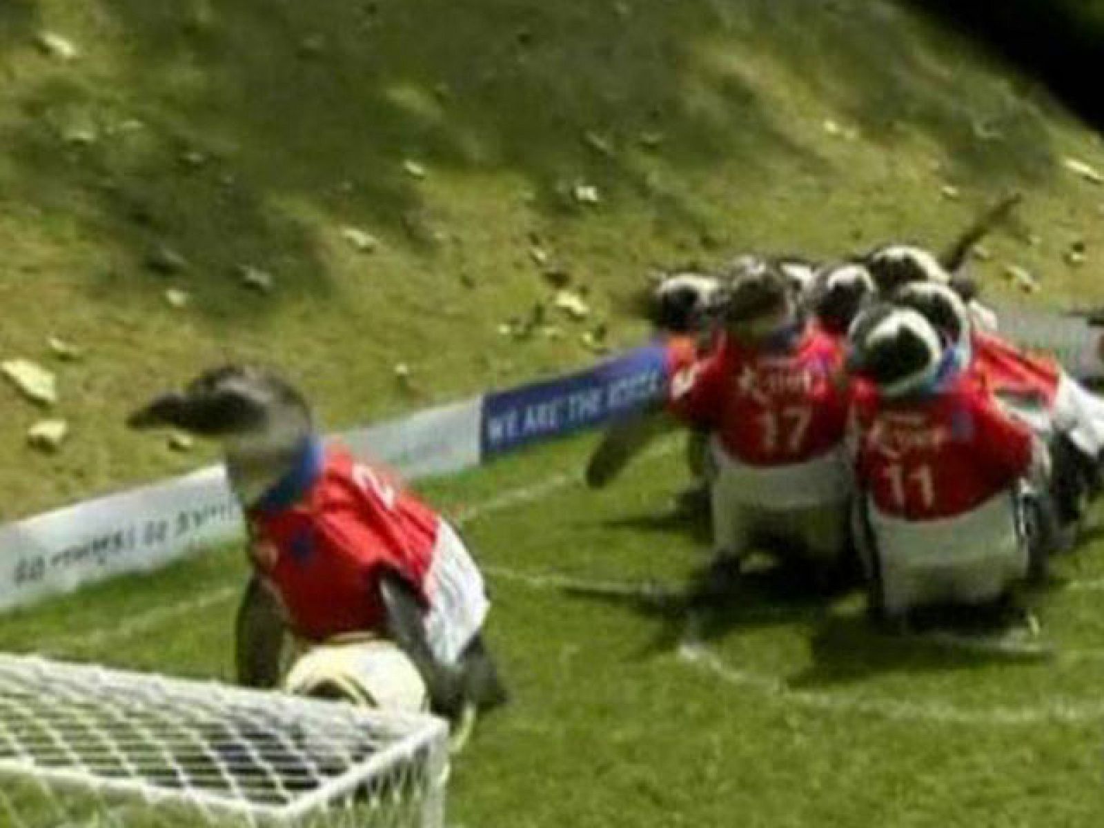 La selección pingüina se apunta a Sudáfrica | Ver