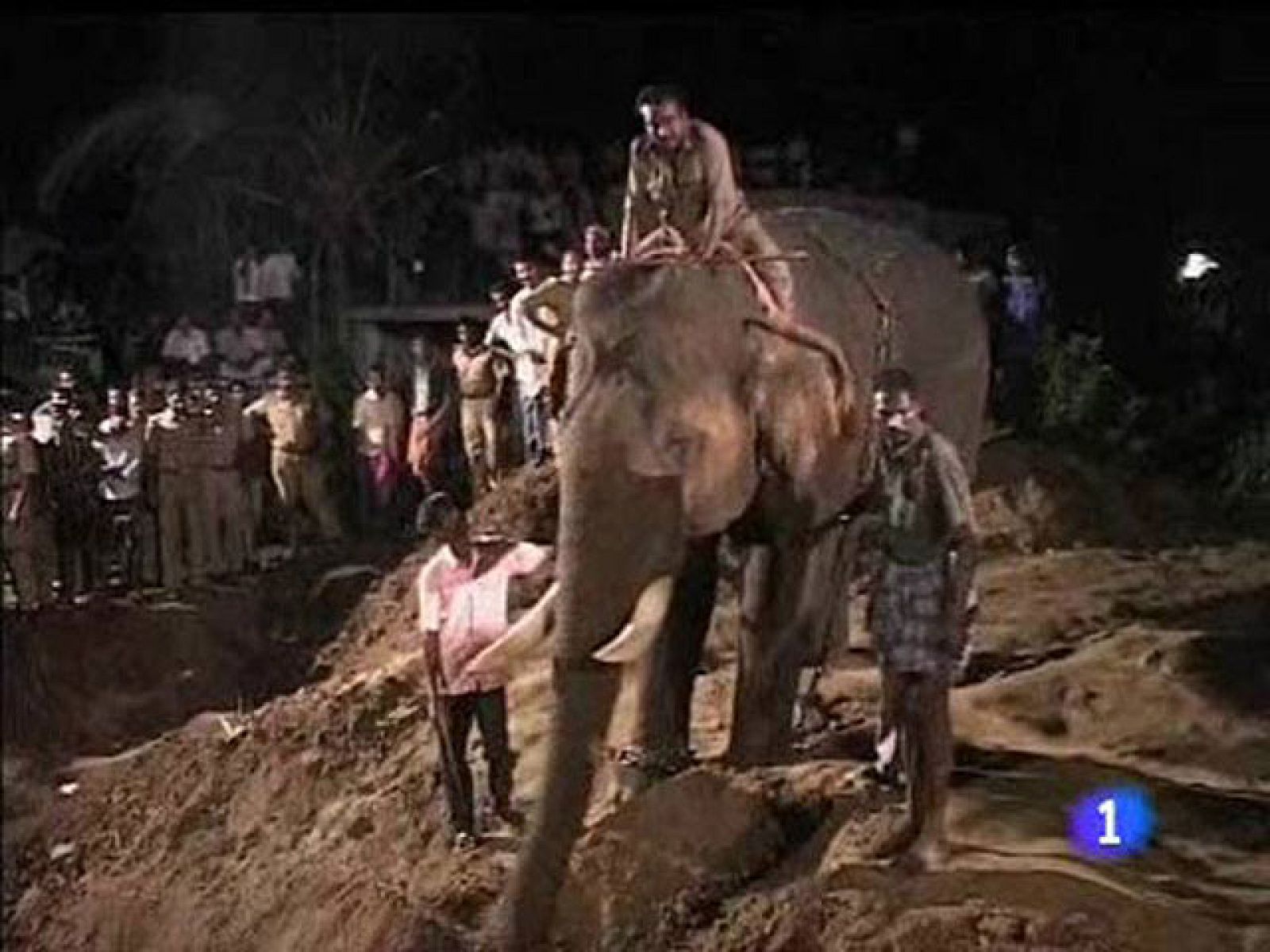 Rescatan a un bebé elefante de un agujero