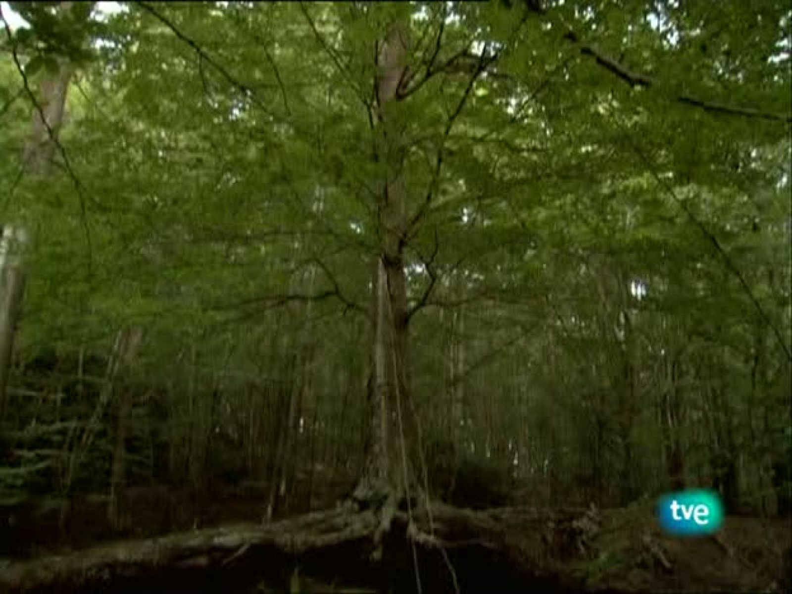 Metrópolis - Fútbol con Arte - Metrópolis | Ver