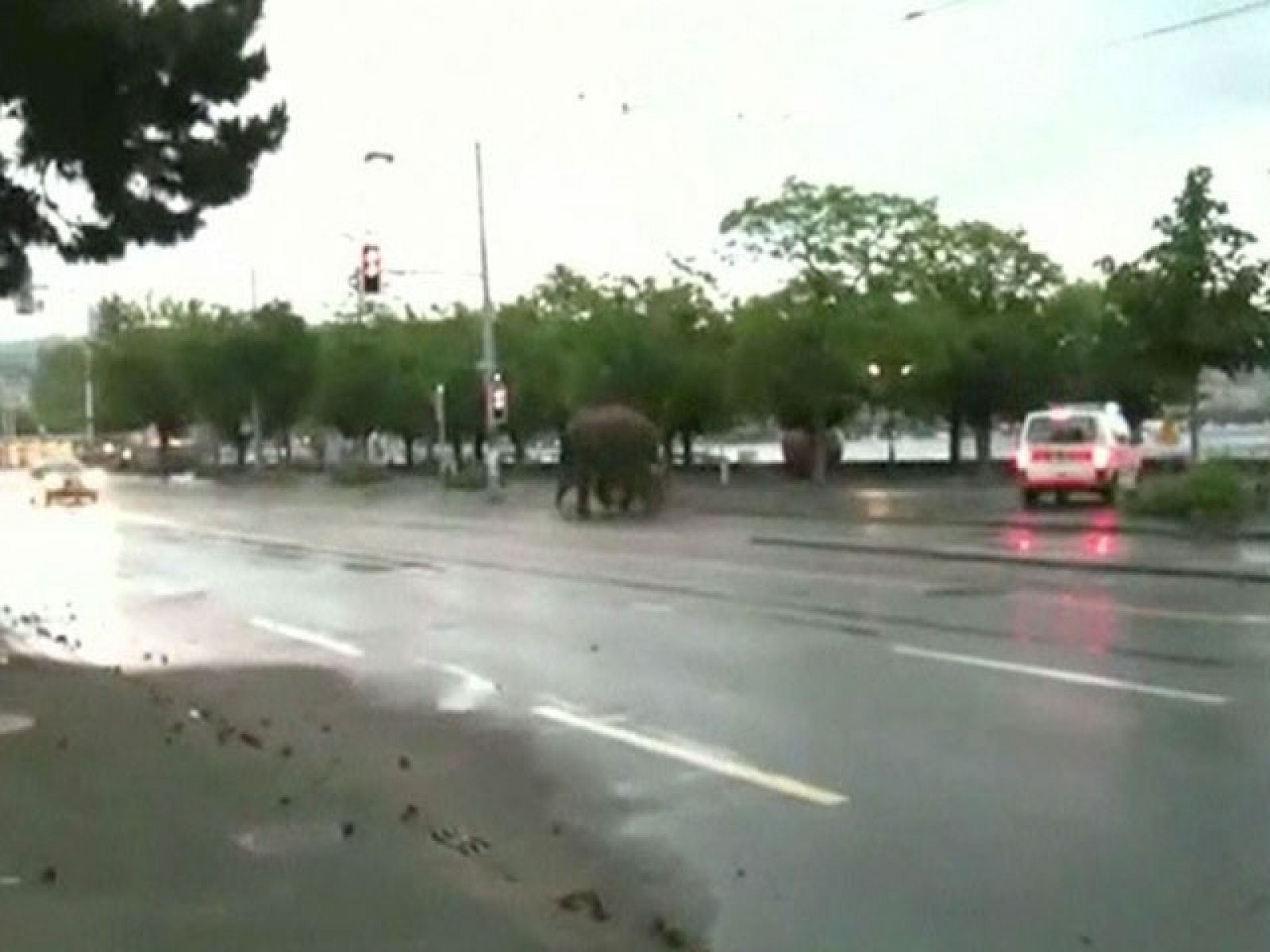 Un elefante se pasea durante algunas horas por el centro de Zúrich tras escaparse del zoo | Ver