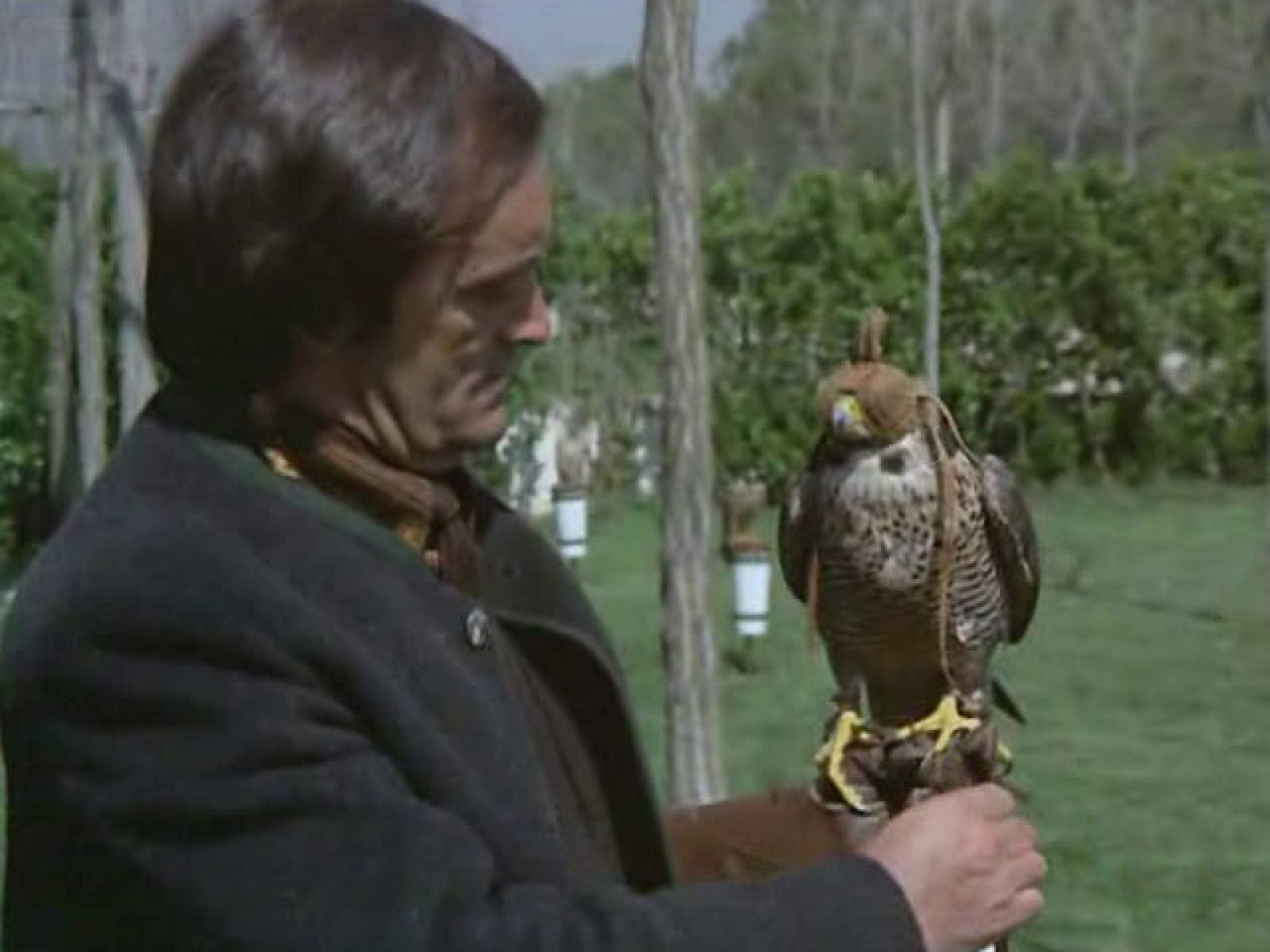 El arte de la cetrería