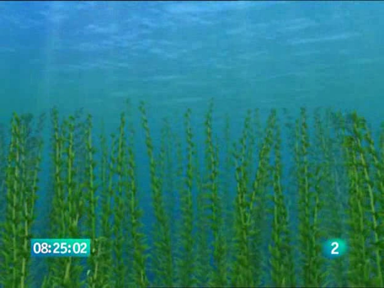 ¡Bucea Olly! - Bucea Olly | Ver