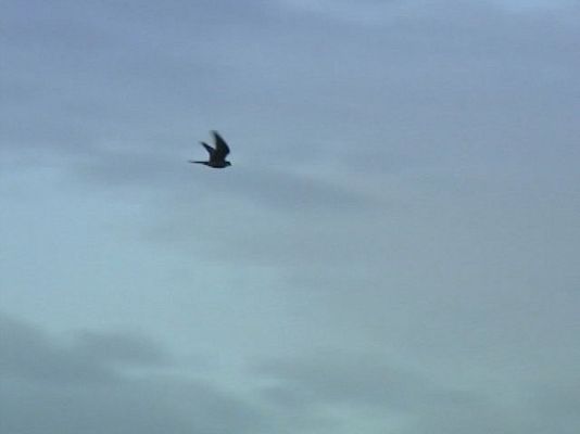 Ciencia y tecnología en Rtve.es - Lugar privilegiado para halcones