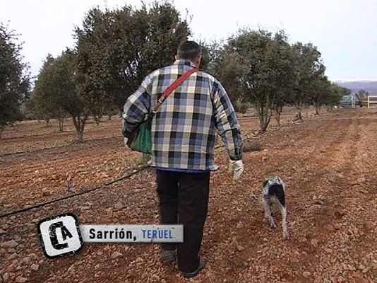 Comando Actualidad - Trufas