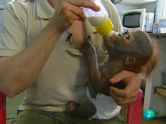 Para todos La 2 - El Zoo de Barcelona