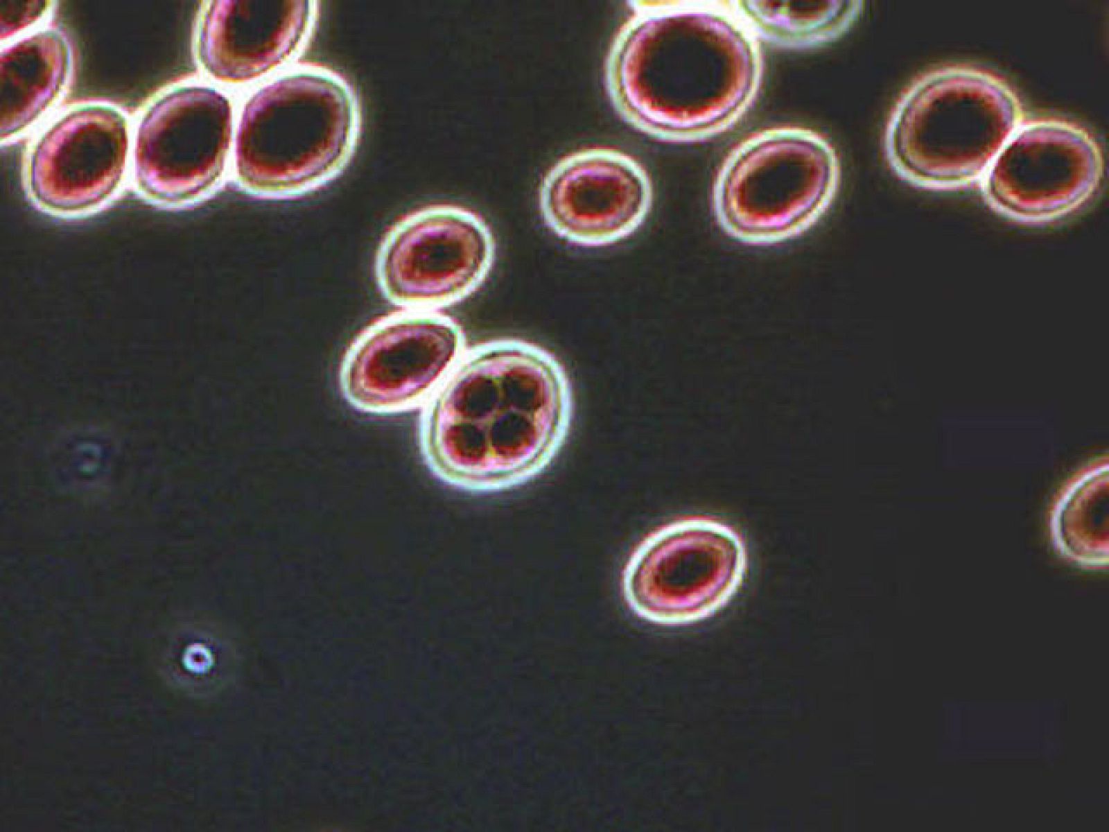 UNED - Los microorganismos en "Hallazgos y Creaciones"