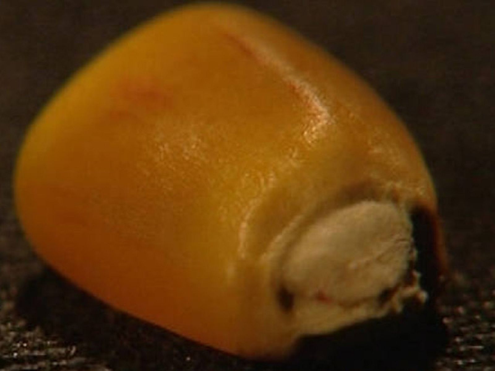 Crónicas -Transgénicos - Crónicas | Ver