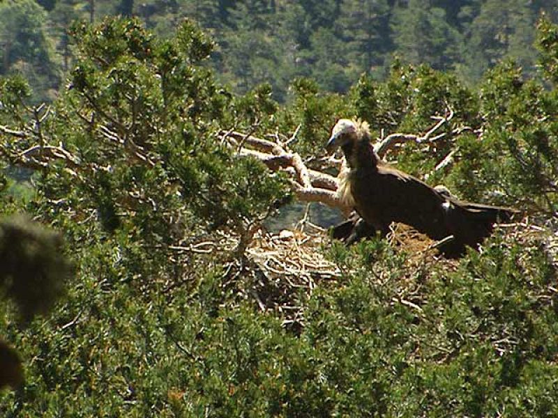 En España se encuentra una de las reservas de Buitre Negro más importantes de Europa - Ciencia y tecnología en Rtve.es | Ver