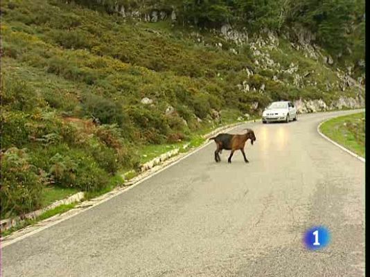  - Accidentes de tráfico por animales