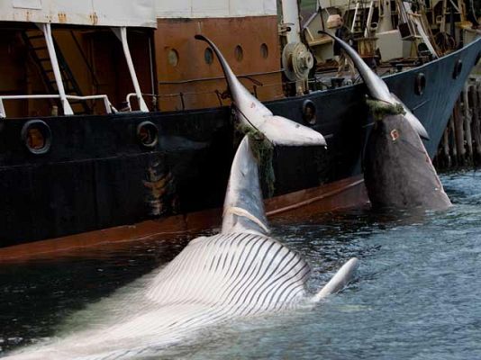 Ciencia y tecnología en Rtve.es - Caneliñas, factoria ballenera
