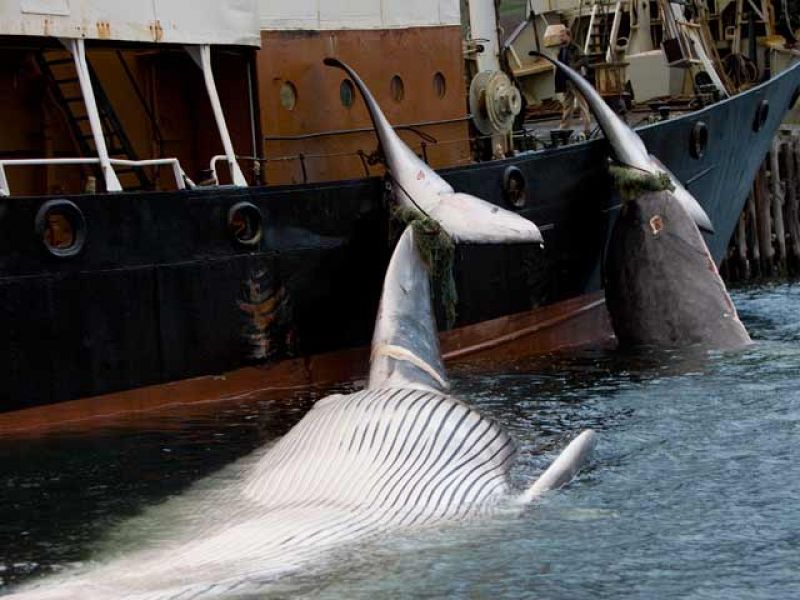 Caneliñas, la última factoría ballenera en España.