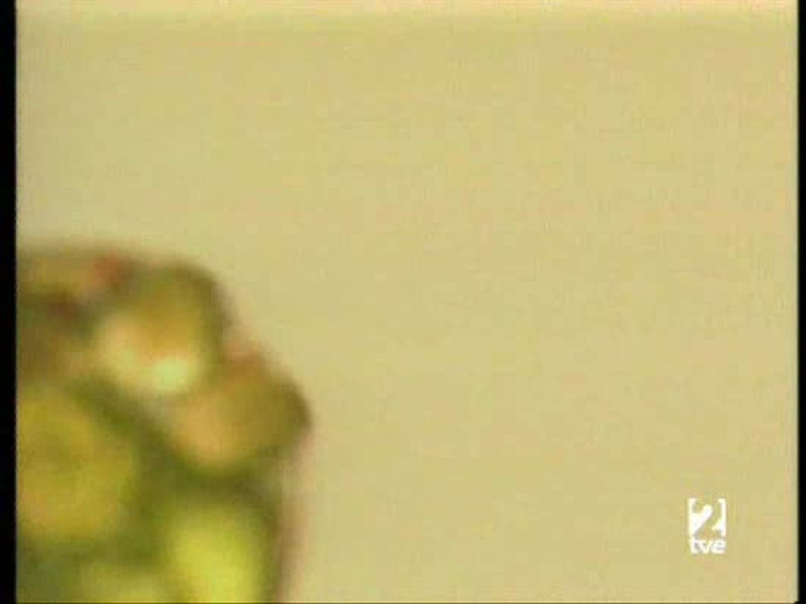 A pedir de boca - Mejillón de Galicia - A pedir de boca | Ver