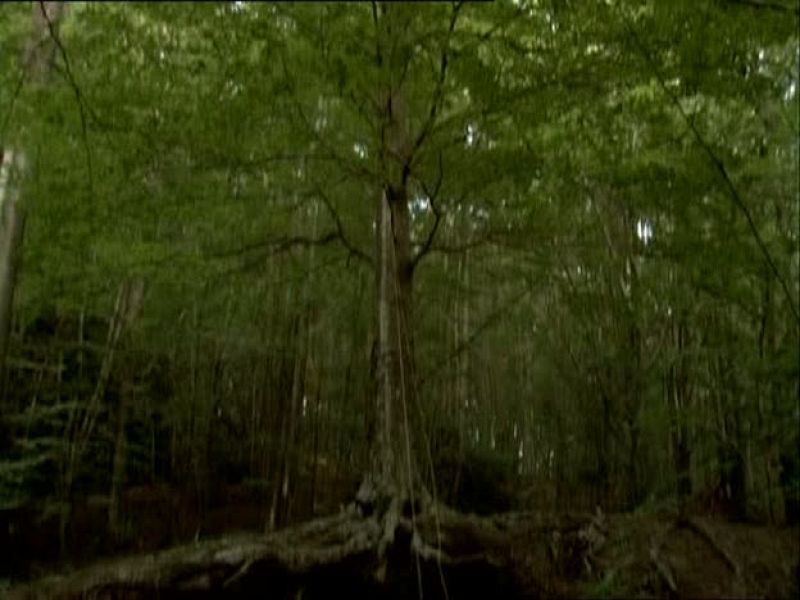 Metrópolis - Arte sonoro - Metrópolis | Ver