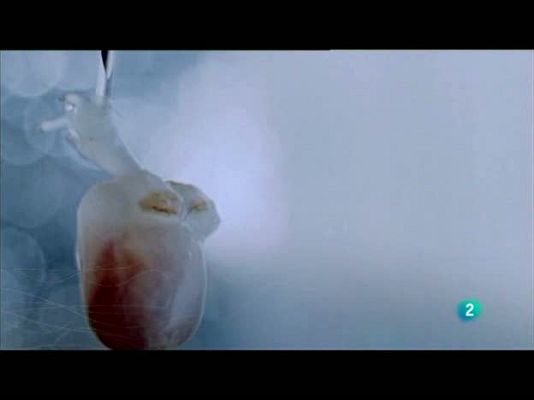 Redes - La nueva cardiología