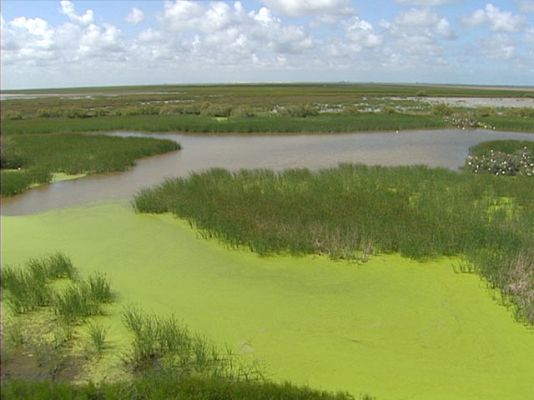 ¿Te acuerdas? - Los males de Doñana