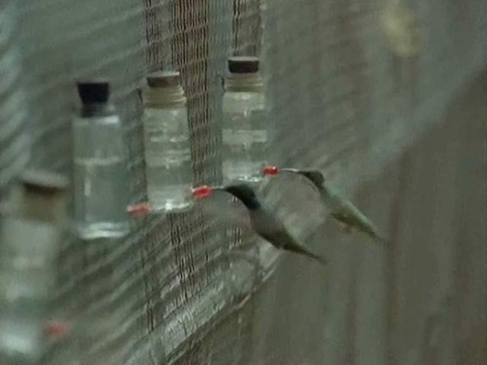 La cría de los tucucitos, colibríes, en Venezuela