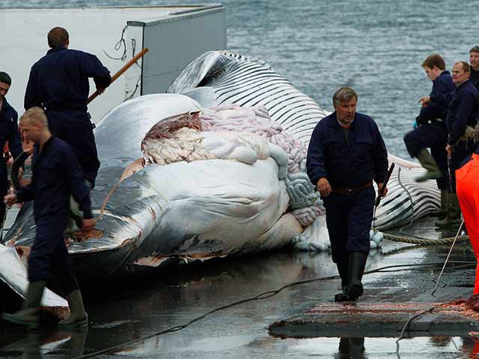 Continúa la caza de ballenas