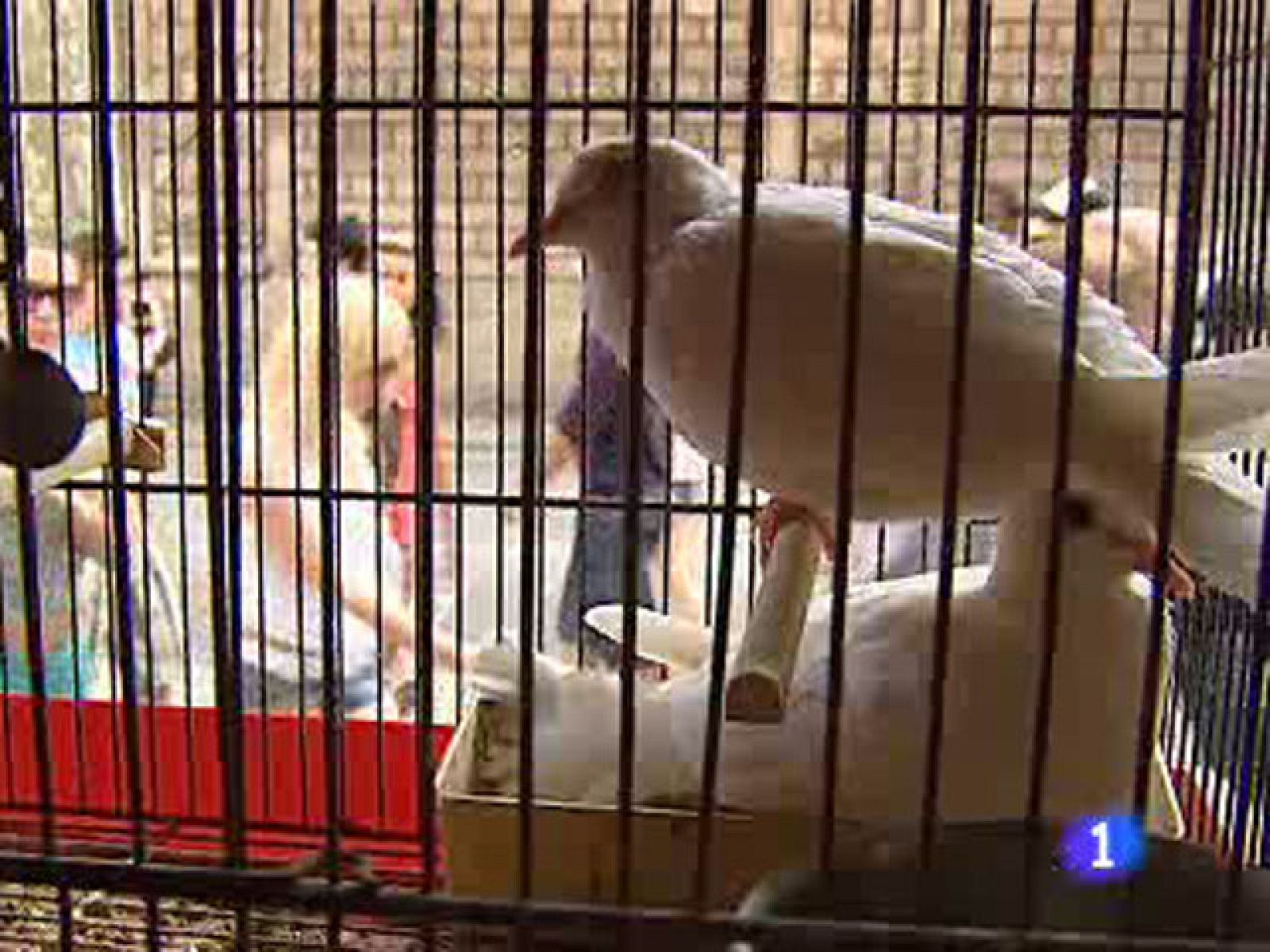 El mercado de Aves de Barcelona echa el cierre | Ver