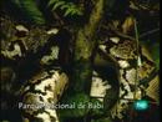  - Vietnam, vida tras la muerte