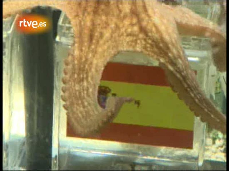 El pulpo Paul apuesta por España | Ver