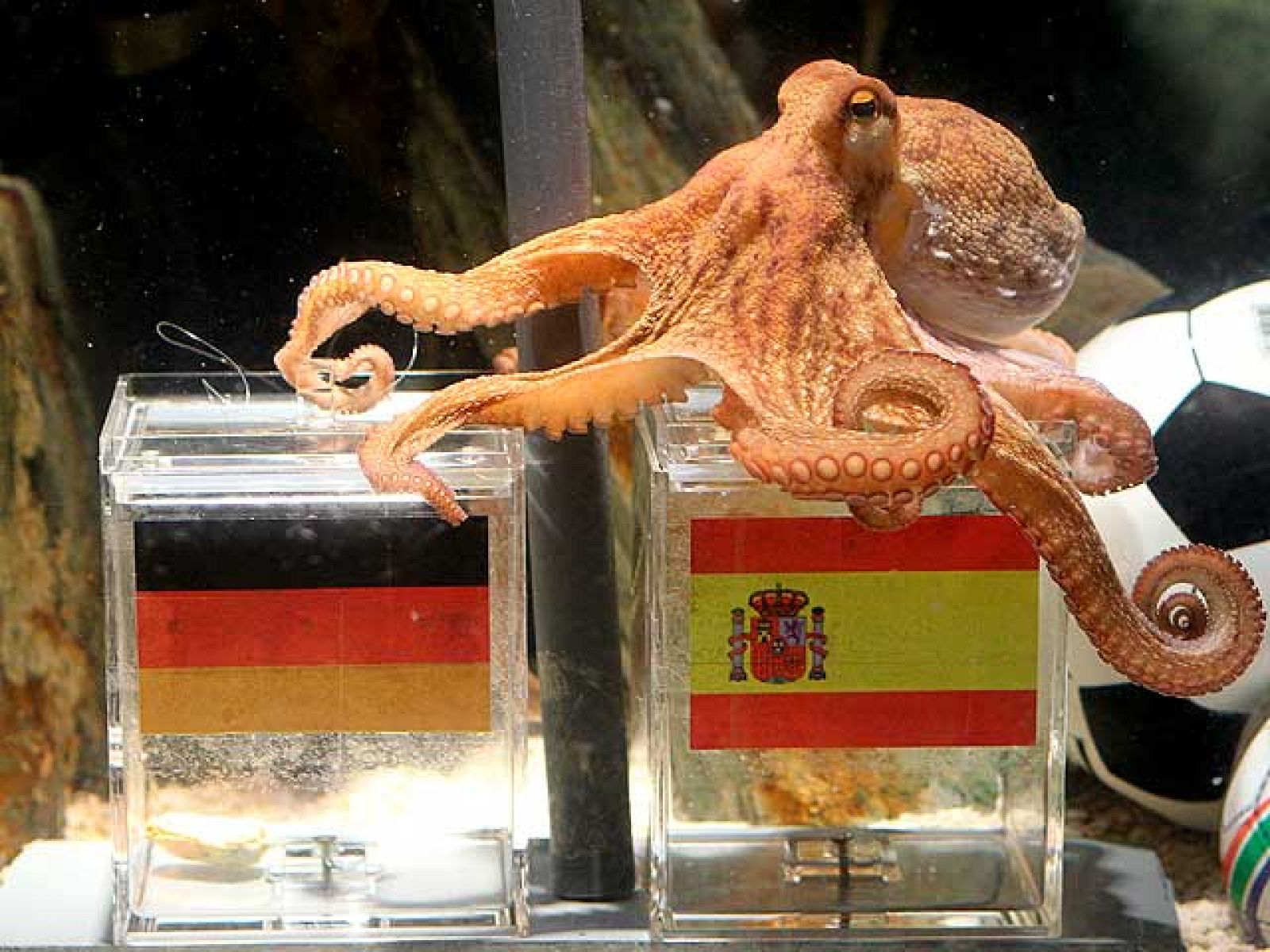 El pulpo alemán cree que ganará España | Ver