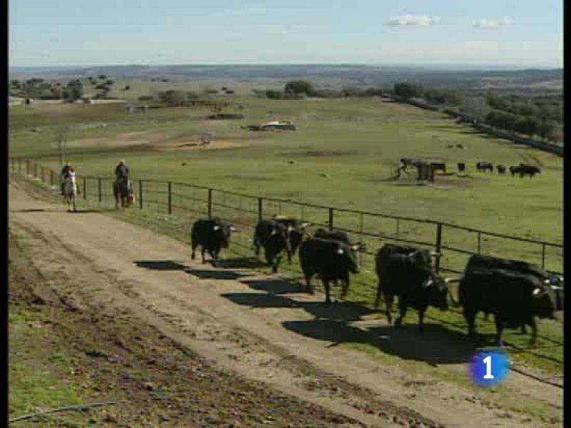 Protección de las astas de toro | Ver