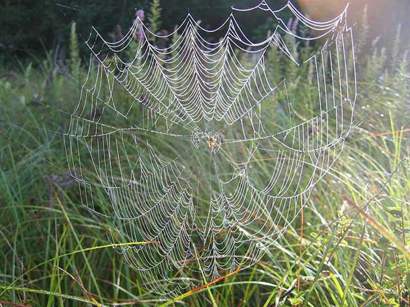 Un laboratorio madrileño consigue producir de forma industrial la seda de las arañas - Ciencia y tecnología en Rtve.es | Ver